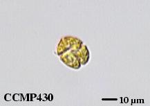 CCMP430 | NCMA at Bigelow Laboratory